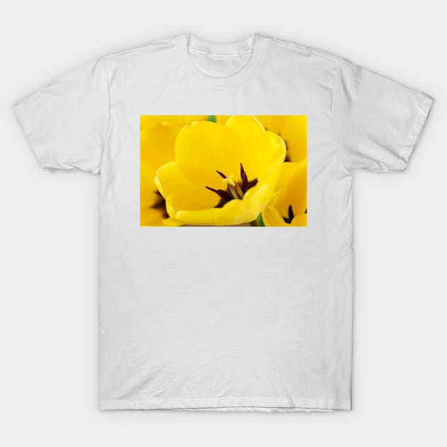 Tulipa  'Golden Apeldoorn' Darwin Hybrid Group  Tulip T-Shirt by chrisburrows